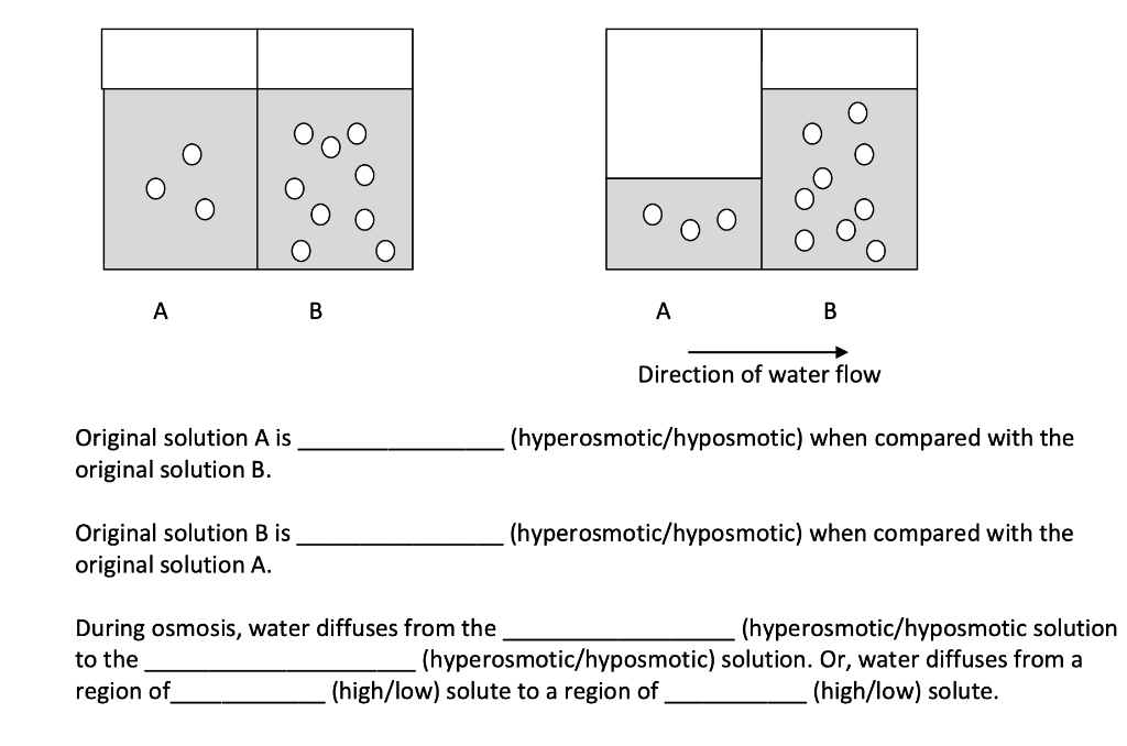 Solved A B A B Direction Of Water Flow Original Solution A | Chegg.com