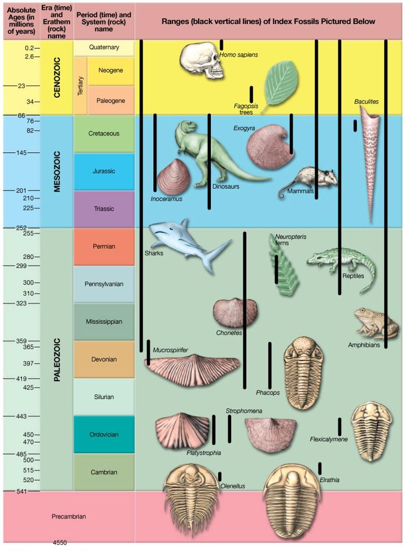 Solved Index Fossils and Fossil Assemblages 16. The image