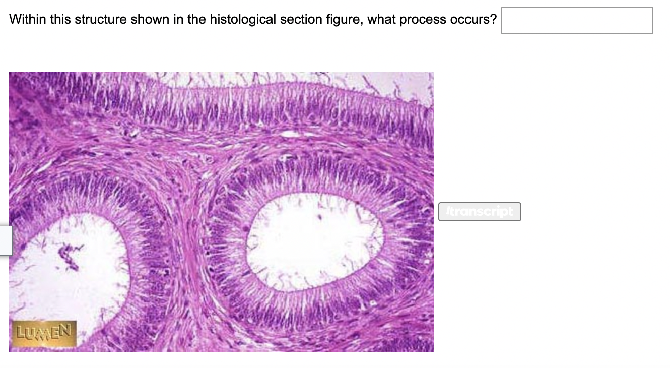 Within this structure shown in the histological | Chegg.com