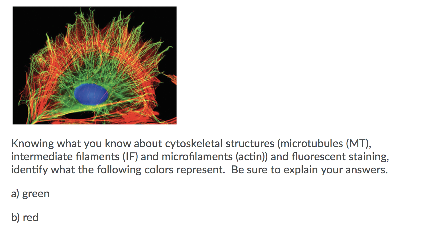 Solved Knowing what you know about cytoskeletal structures | Chegg.com