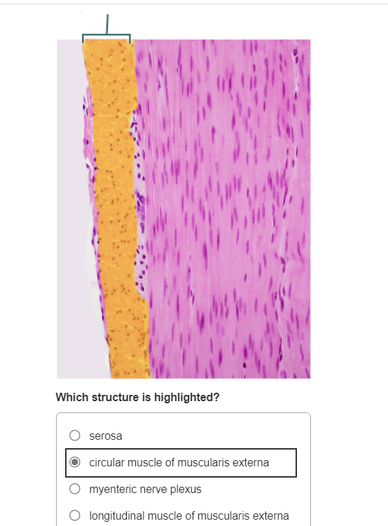 Which structure is highlighted?
serosa
circular muscle of muscularis externa
myenteric nerve plexus
Iongitudinal muscle of mu