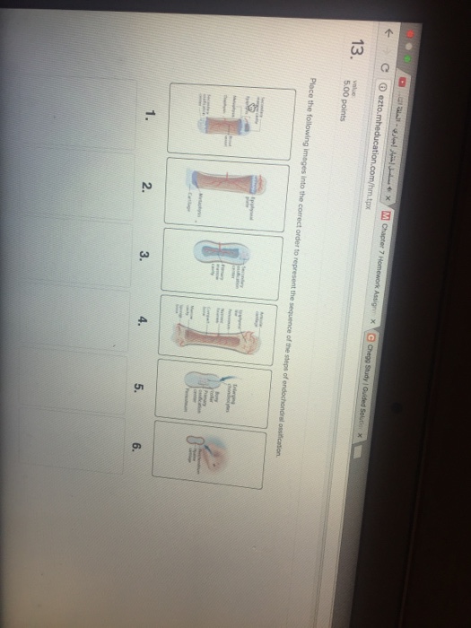 Place the following images into the correct order to | Chegg.com