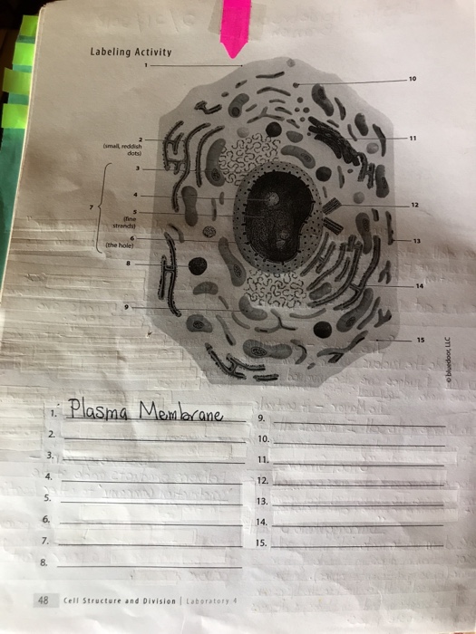 Solved Cell Division And Genetics 4 Label The Following Chegg Com