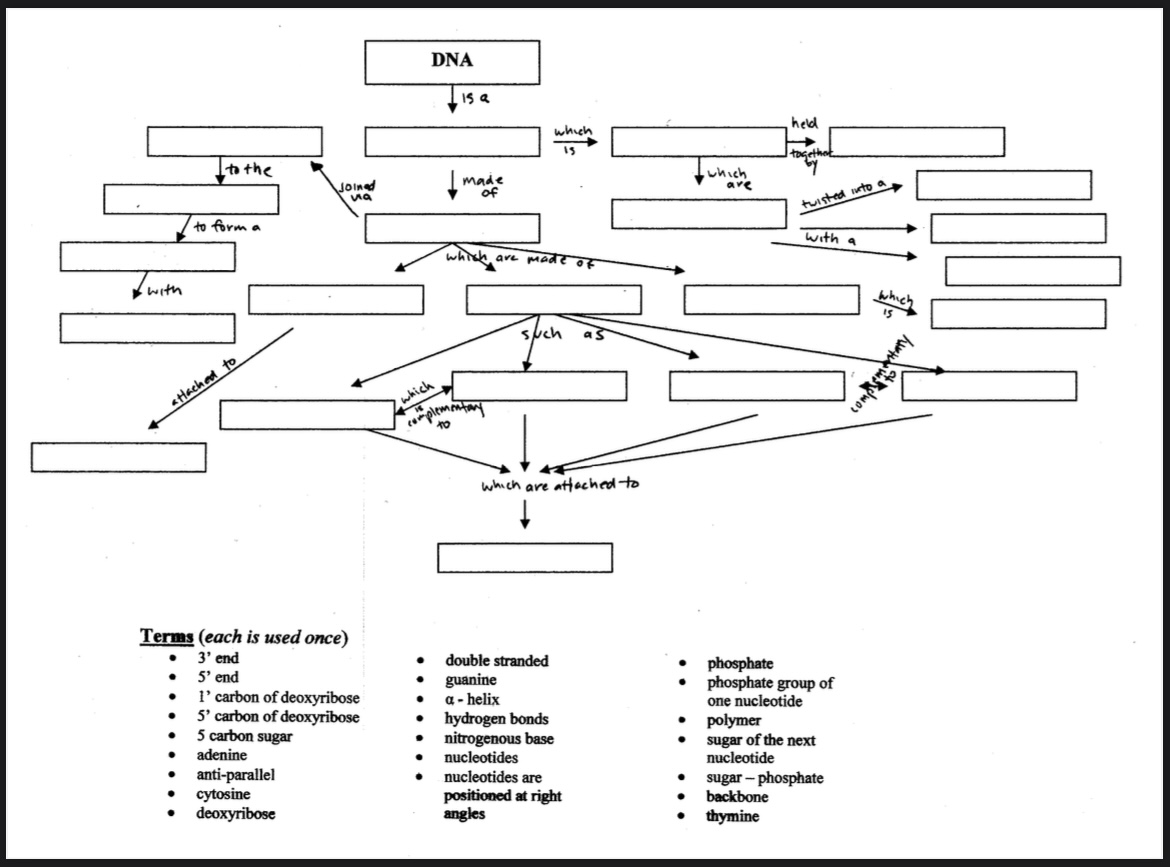 Solved DNA is a which 1made to form a Joined via which | Chegg.com