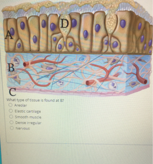 Solved A B В What type of tissue is found at B? Areolar | Chegg.com