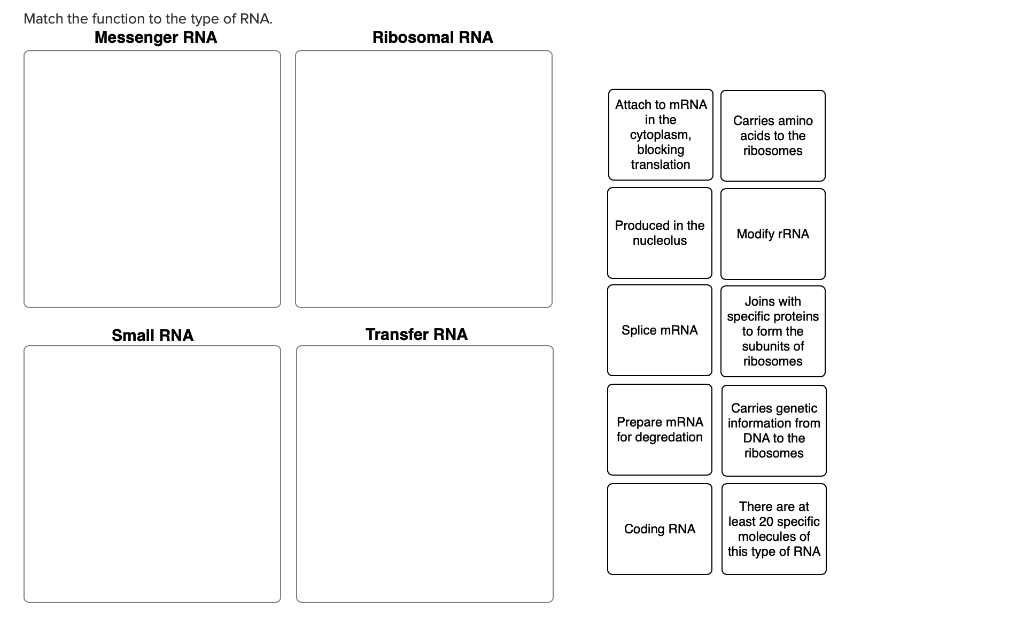 Solved Match The Function To The Type Of RNA. Messenger RNA | Chegg.com