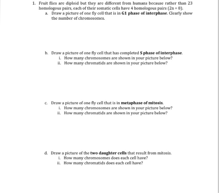 Solved Fruit flies are diploid but they are different from | Chegg.com