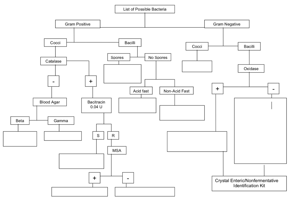 Classification Of Bacteria Flow Chart