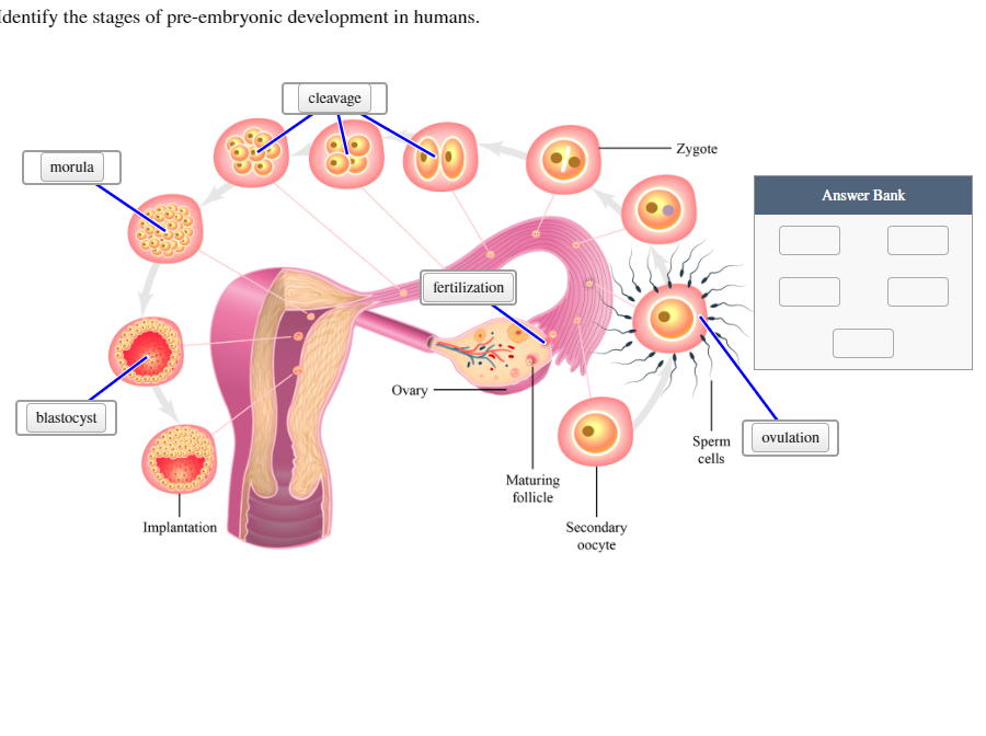 Solved dentify the stages of pre-embryonic development in | Chegg.com
