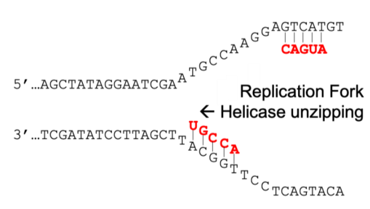 Solved A DNA replication fork is shown in Figure 1. Two RNA | Chegg.com