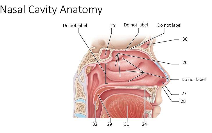 nasal cavity structure