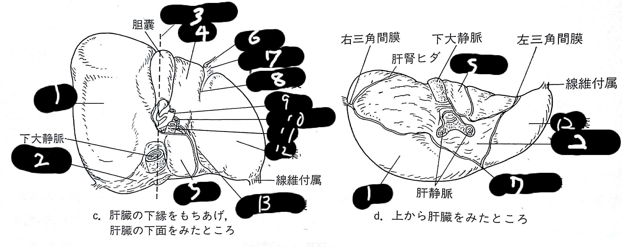 解剖学 消化器系 Flashcards Chegg Com 解剖学 消化器系 Flashcards Chegg Com