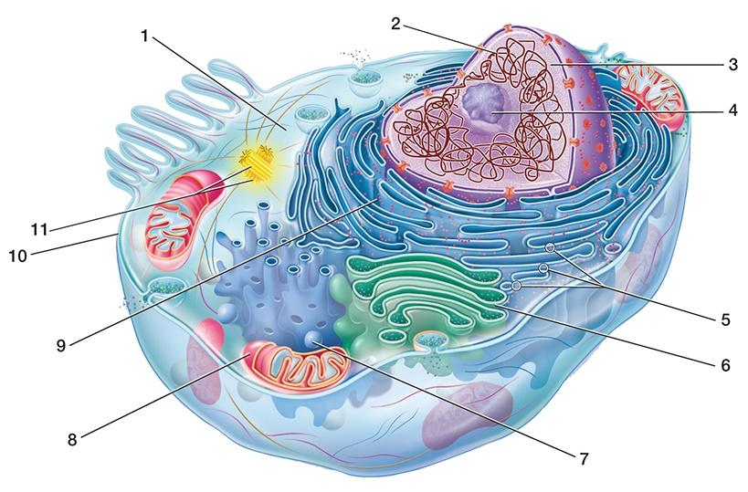 Solved Refer to the illustration of the cell. Match the the | Chegg.com