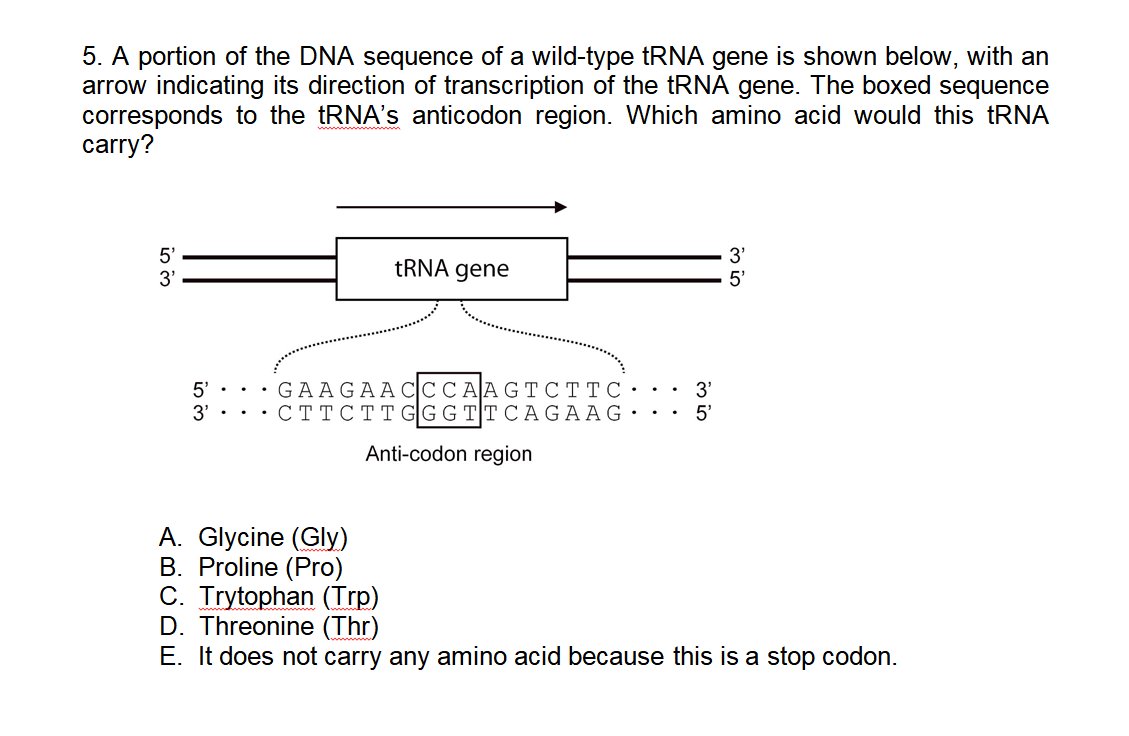 Solved 5. A portion of the DNA sequence of a wild-type tRNA | Chegg.com
