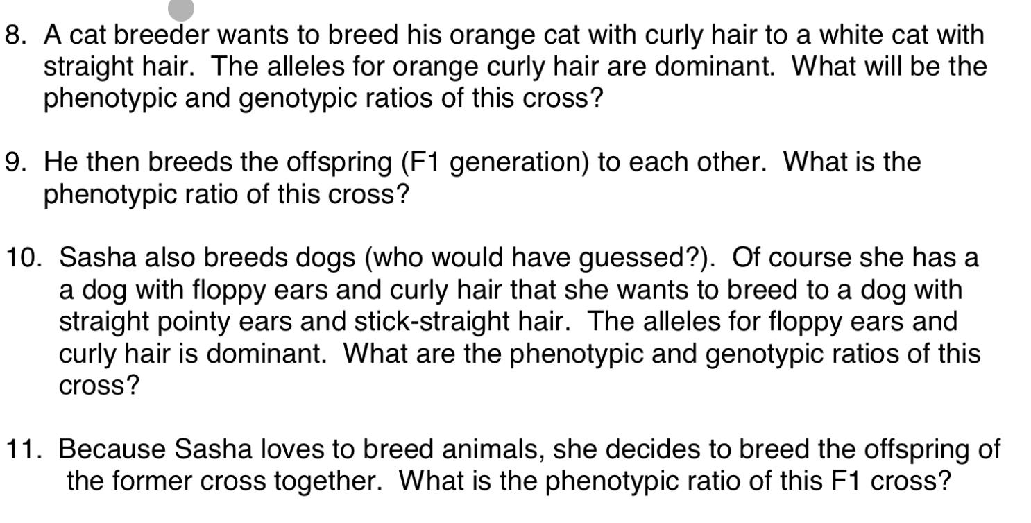 Solved 8. A cat breeder wants to breed his orange cat with