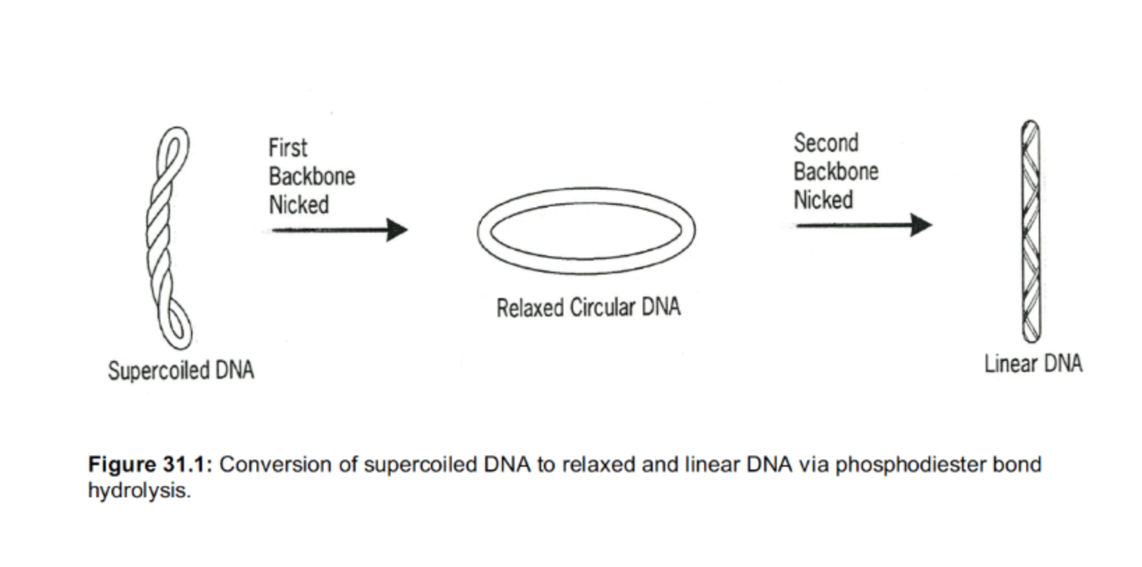 First Backbone Nicked Second Backbone Nicked C