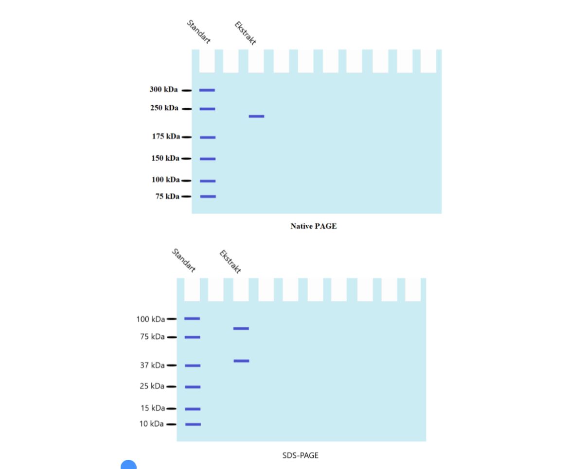 Native PAGE results of the enzyme extract showed a | Chegg.com