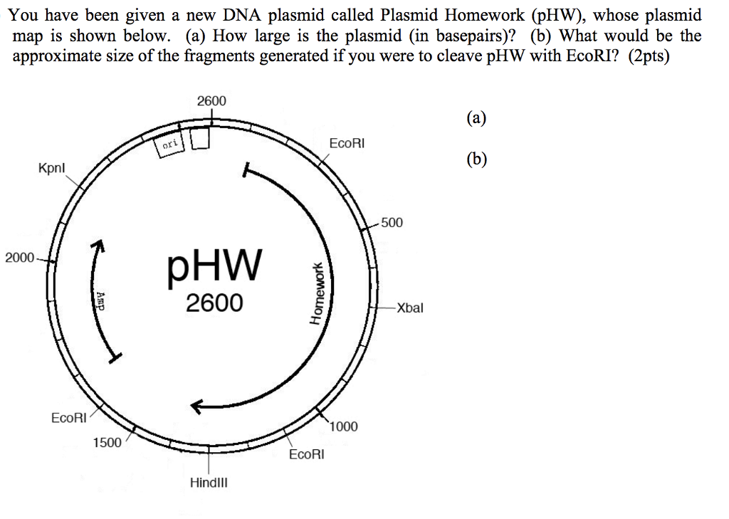 Solved You have been given a new DNA plasmid called Plasmid | Chegg.com