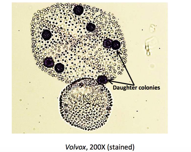 volvox microscope slide