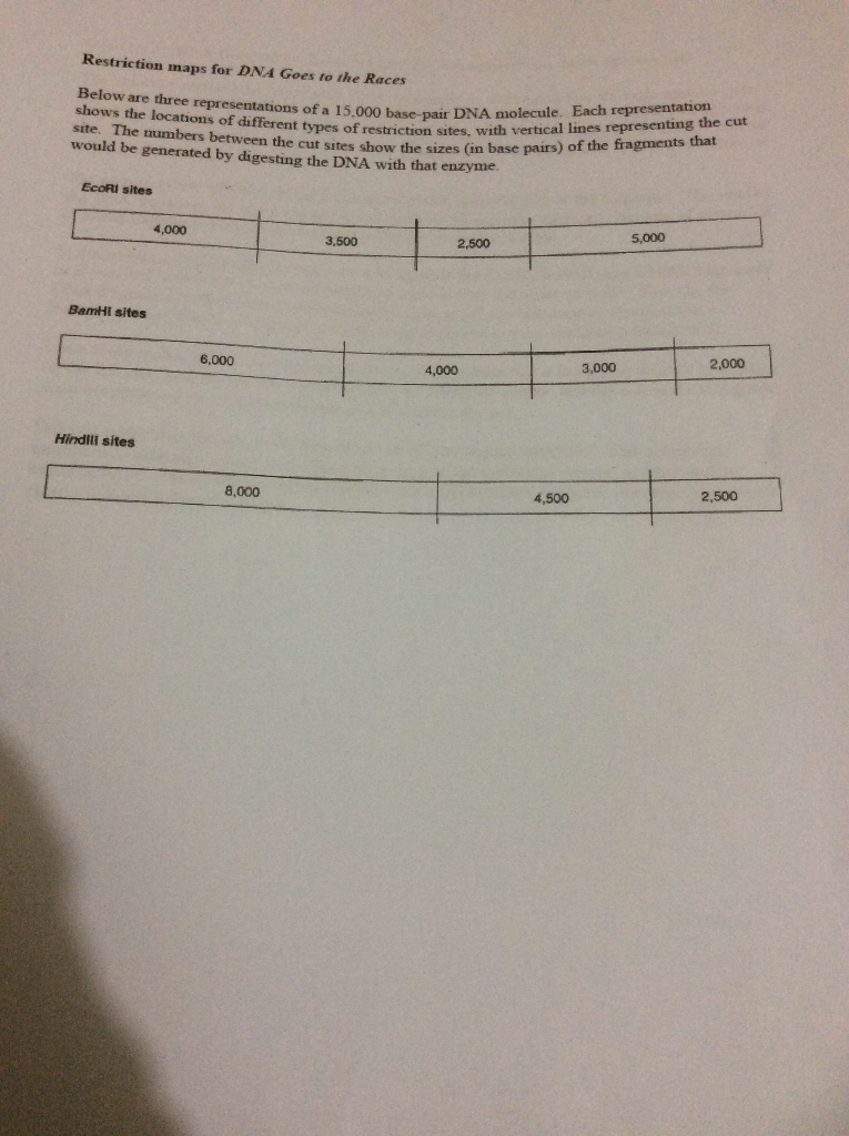 Exercise 2 Dna Goes To The Races Or How Dna Chegg 