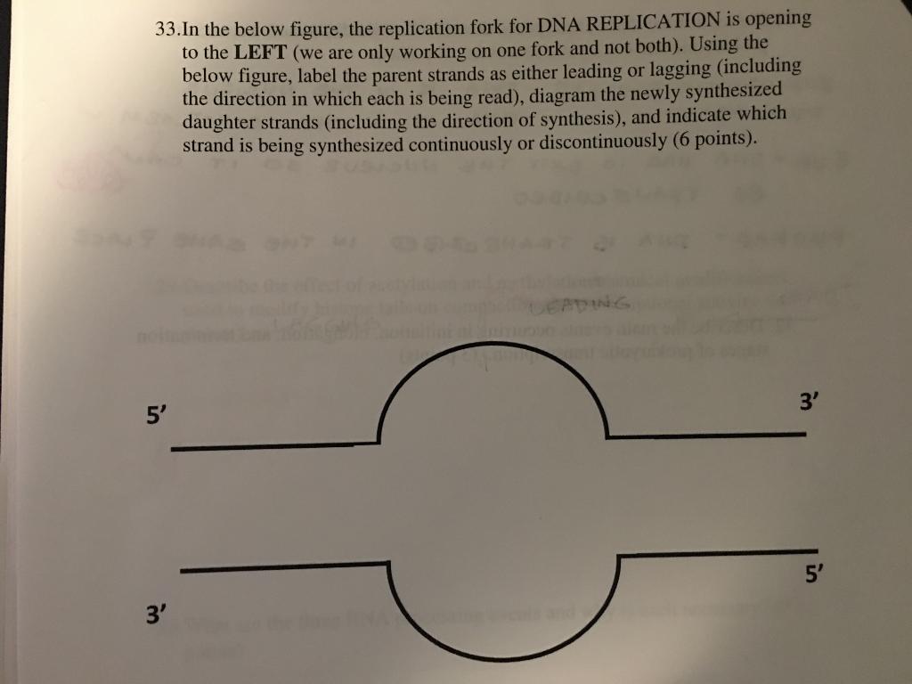 Solved 33.In the below figure, the replication fork for DNA | Chegg.com