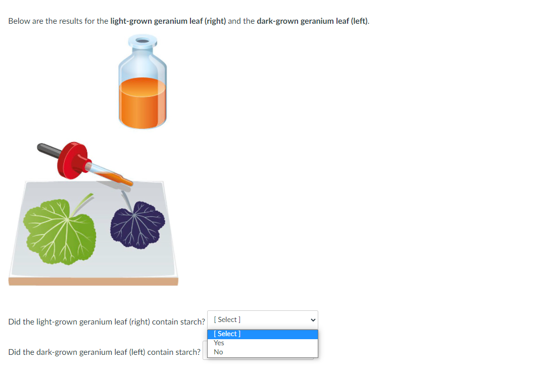 using the scientific method plant experiment answers