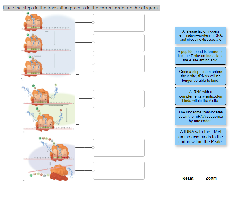Solved Place The Steps In The Translation Process In The Chegg