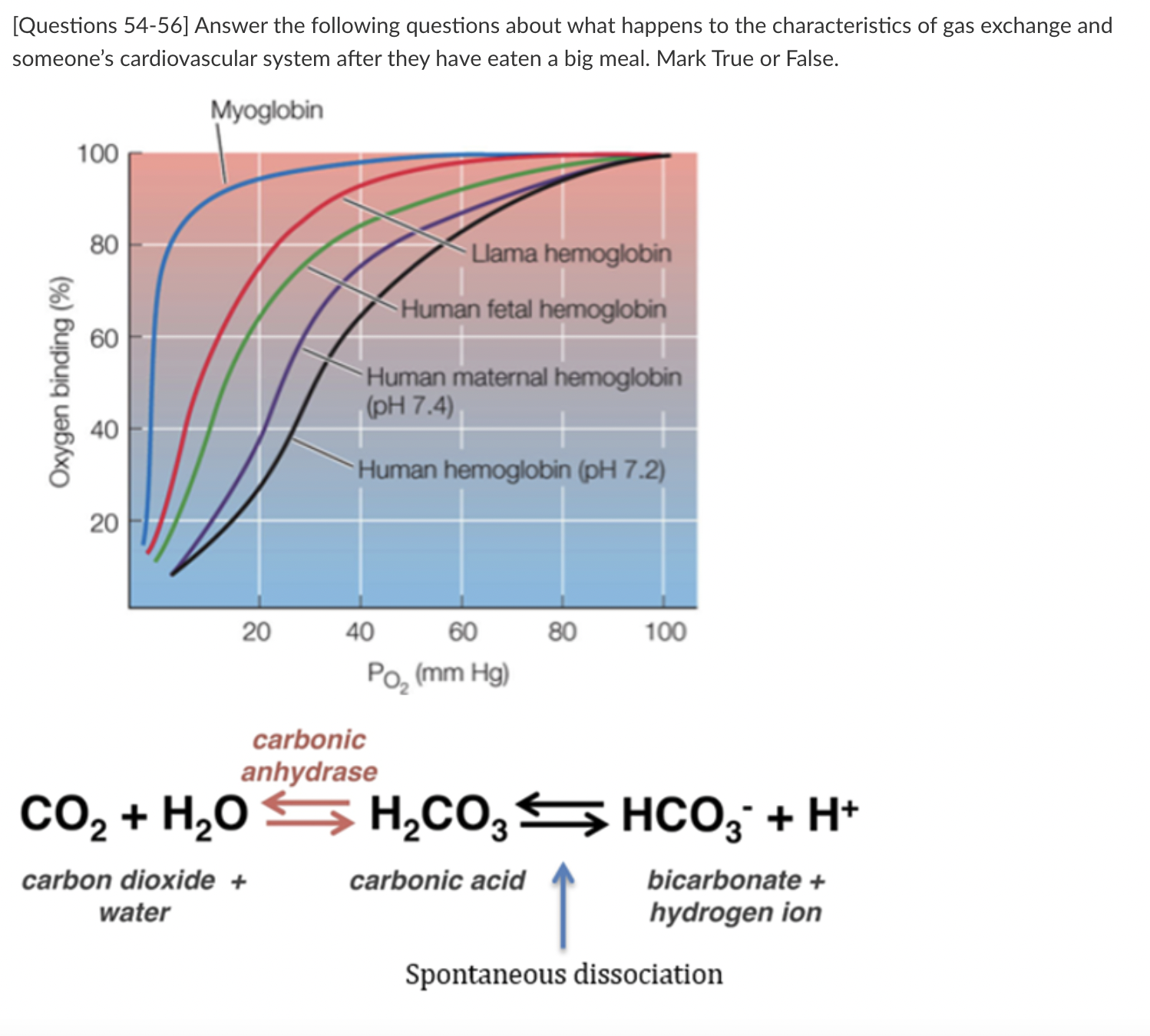 Solved 54. Hemoglobin’s affinity for oxygen decreases within