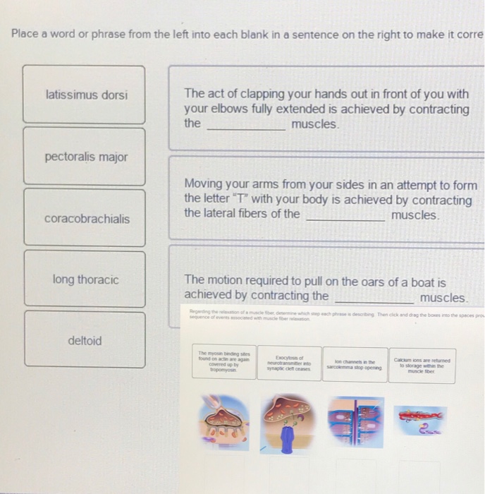 Solved Place a word or phrase from the left into each blank