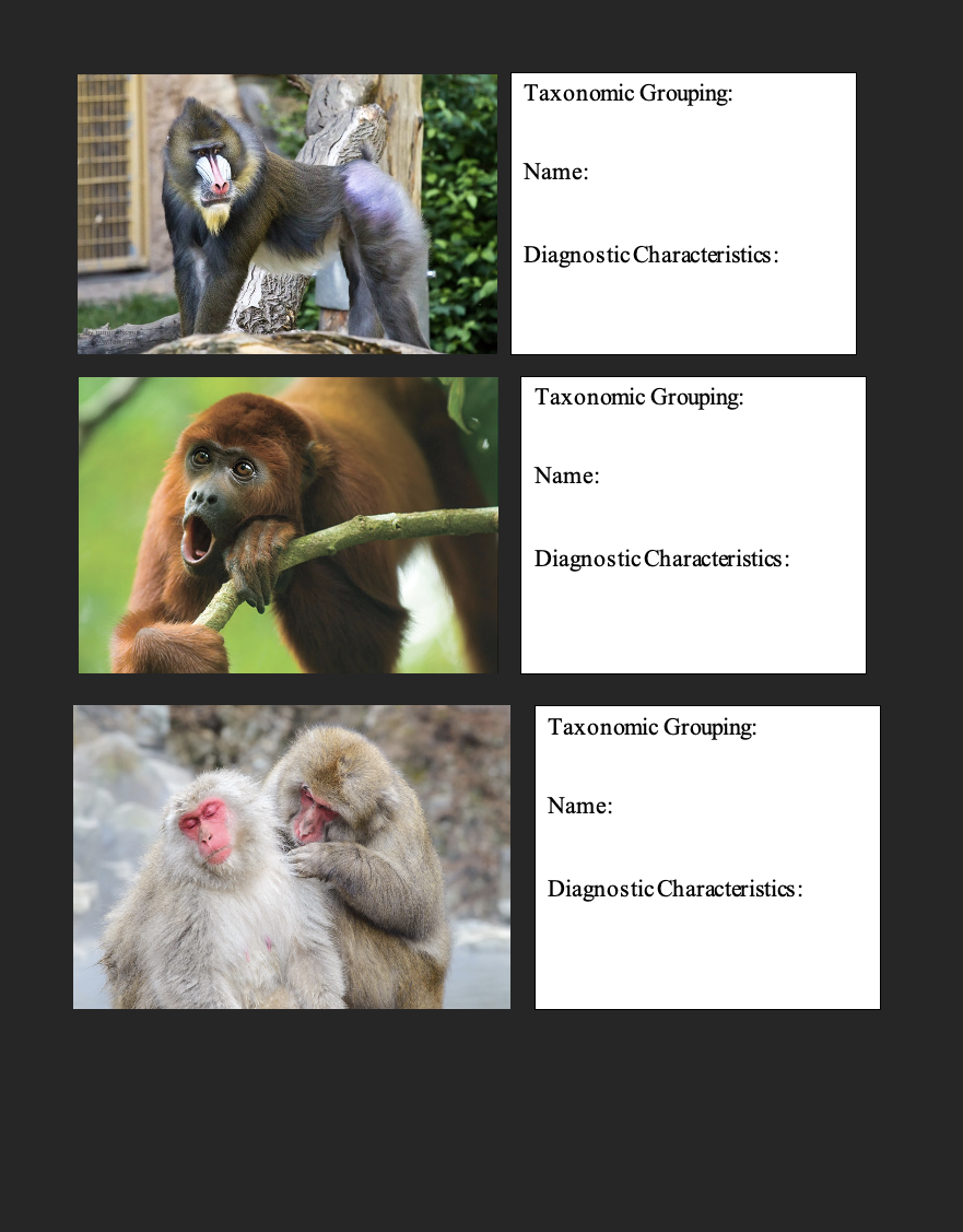 PARTII Primate Identification Instructions Using