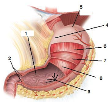 Digestive Quiz Flashcards Chegg Com Digestive Quiz Flashcards Chegg Com