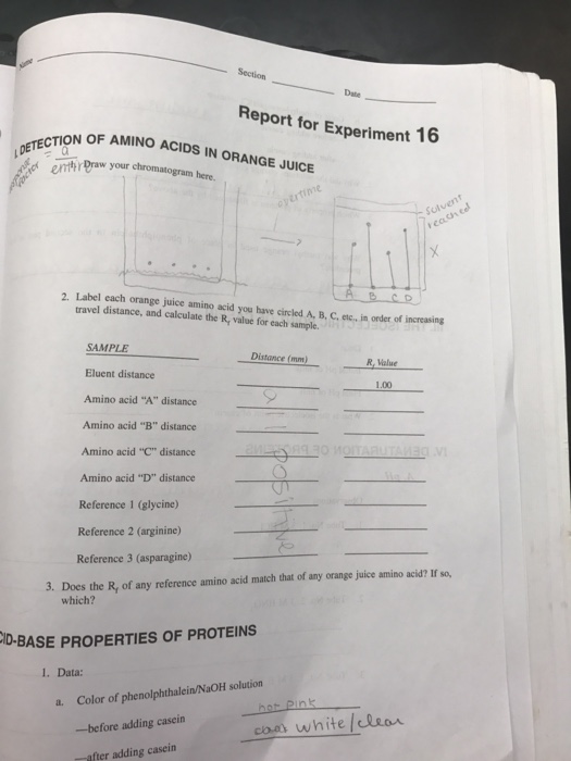 Solved Section Date Report for Experiment 16 N OF AMINO | Chegg.com
