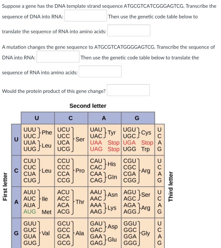 Solved Suppose a gene has the DNA template strand sequence