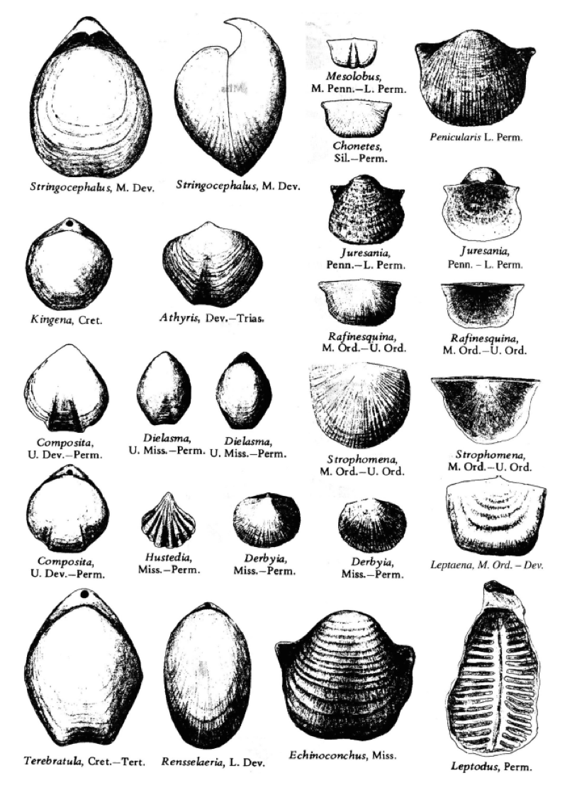 Solved Part 2: Biostratigraphic correlation is | Chegg.com