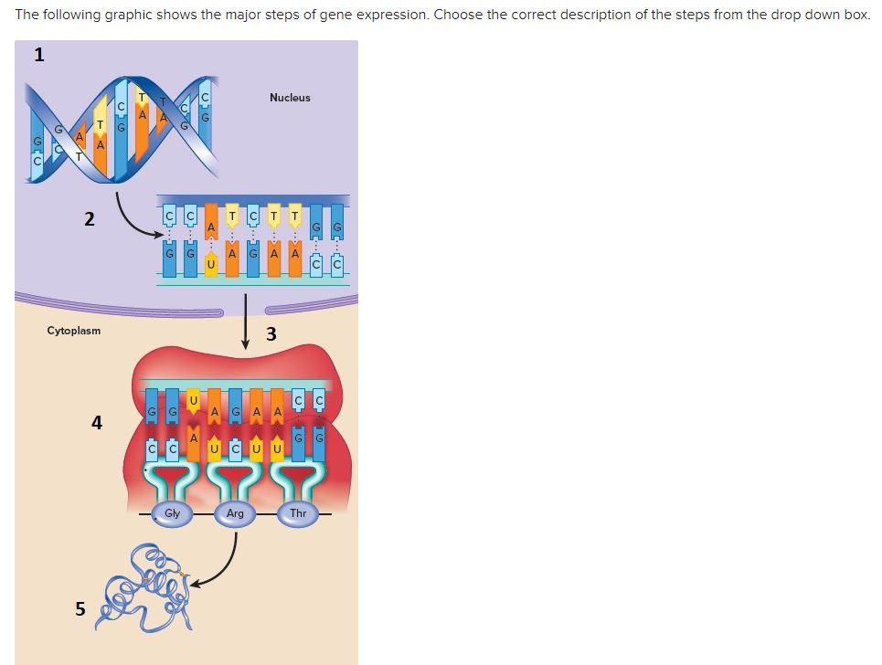 Solved The Following Graphic Shows The Major Steps Of Gene | Chegg.com