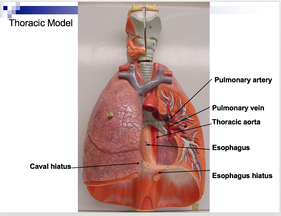 aortic hiatus model