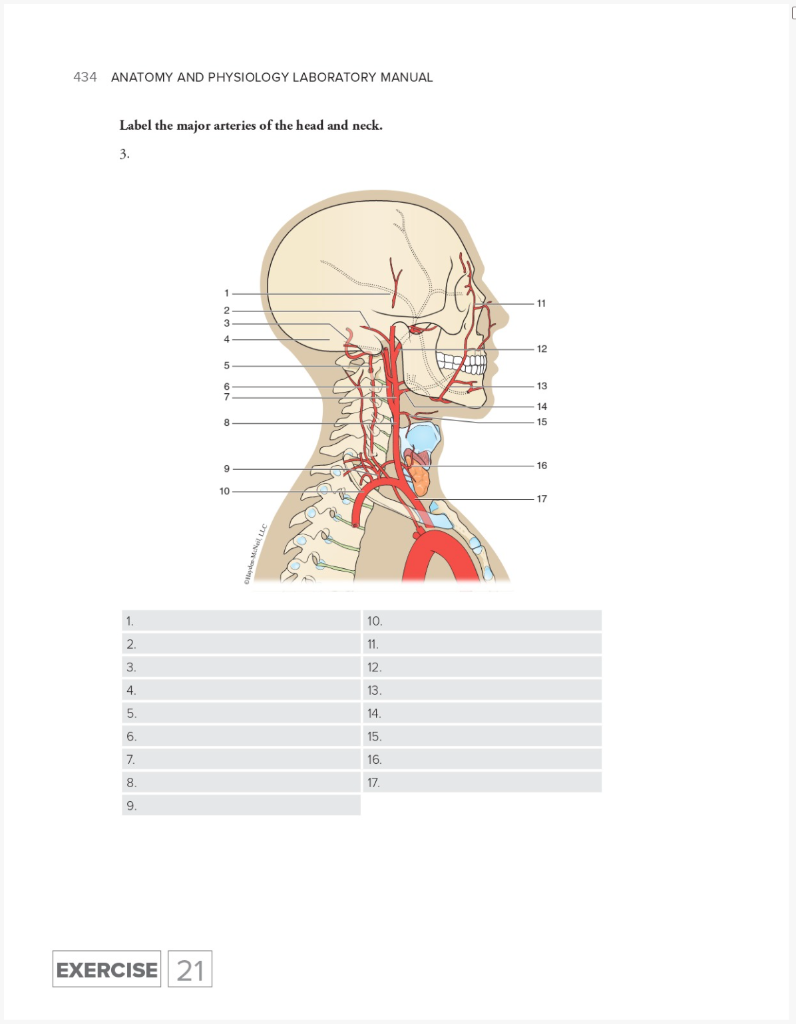 Solved 434 ANATOMY AND PHYSIOLOGY LABORATORY MANUAL Label | Chegg.com