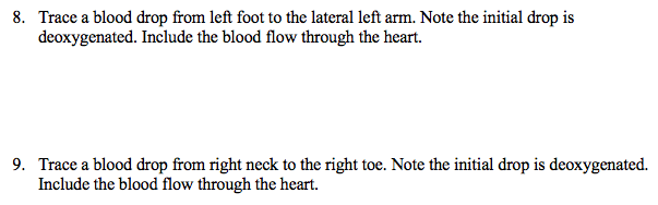 Solved 8. Trace a blood drop from left foot to the lateral | Chegg.com