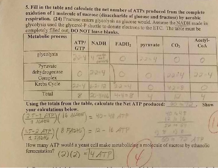 net-atp-yield-of-cellular-respiration-wasfa-blog