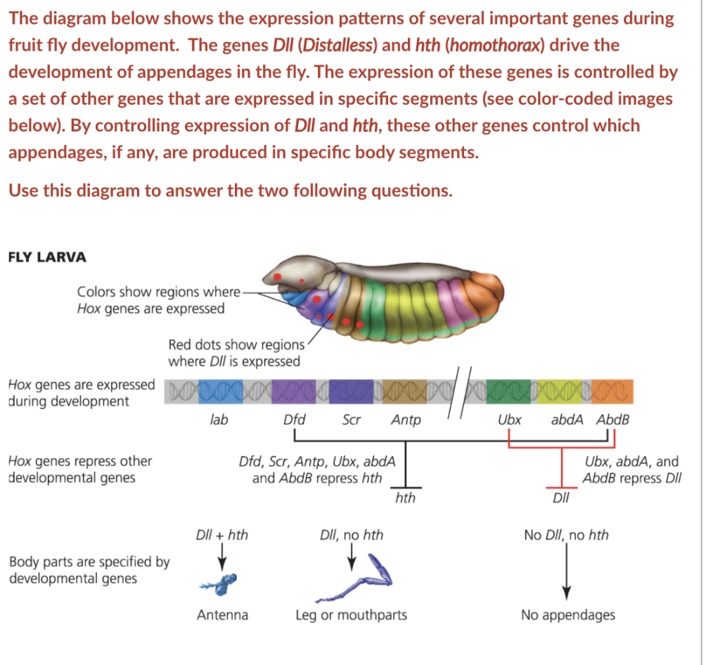 Solved The diagram below shows the expression patterns of | Chegg.com