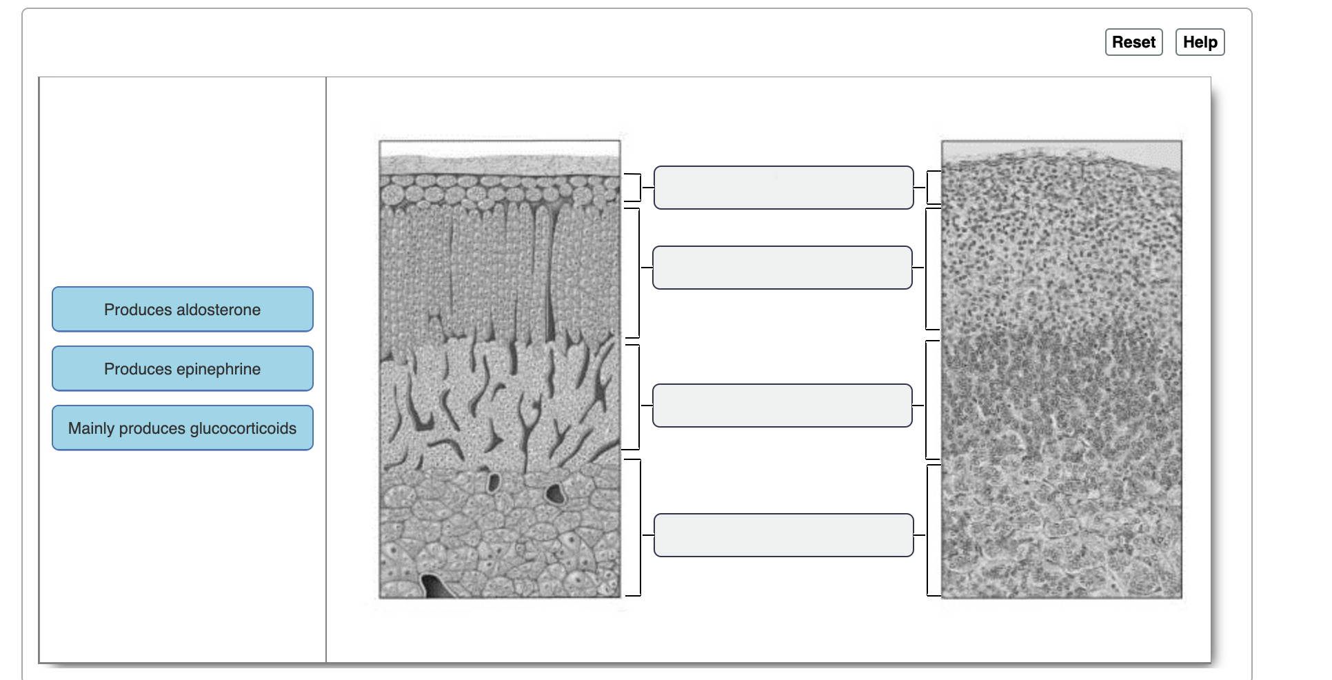 Using figure, match the following. Drag the | Chegg.com
