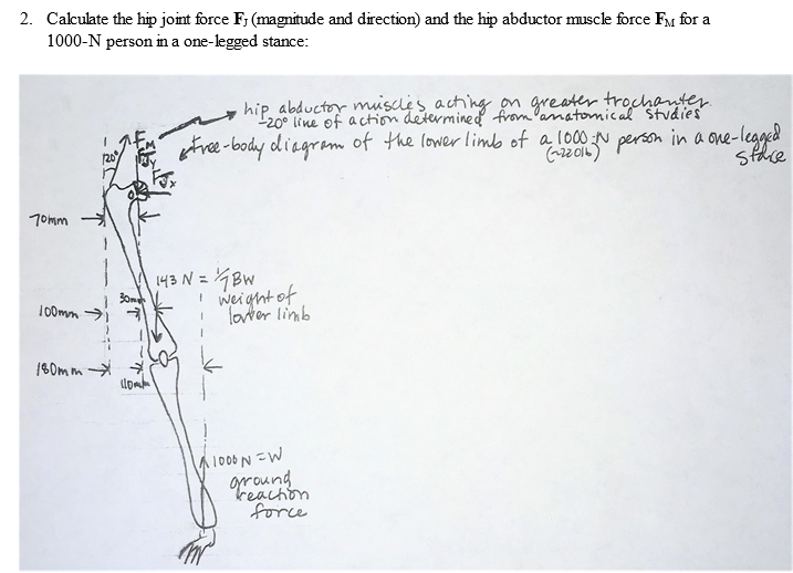 Solved 2. Calculate the hip joint force F; (magnitude and | Chegg.com