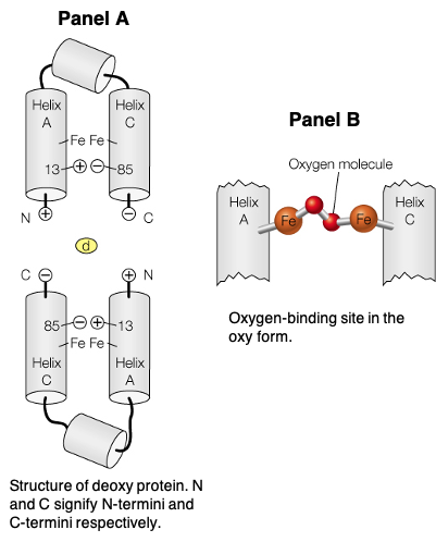 Solved You are studying a new O2 transport protein | Chegg.com