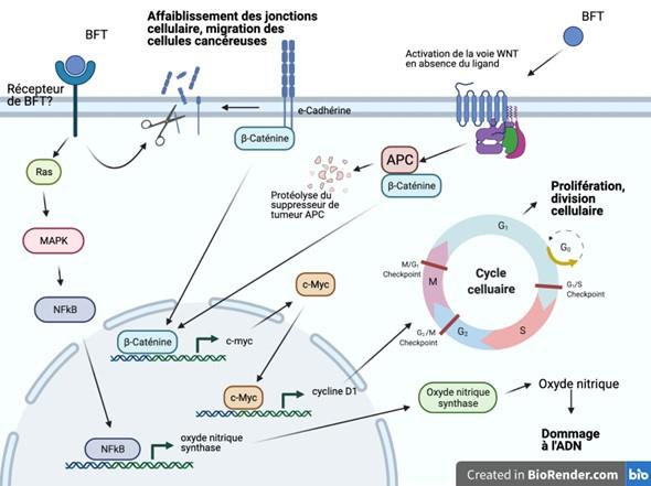 Solved Consider the following mutations in the different | Chegg.com