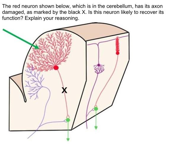 Solved The red neuron shown below, which is in the | Chegg.com