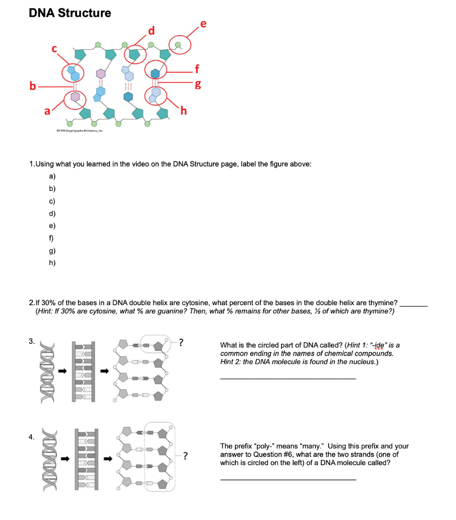 Solved DNA Structure b 1. Using what you learned in the | Chegg.com