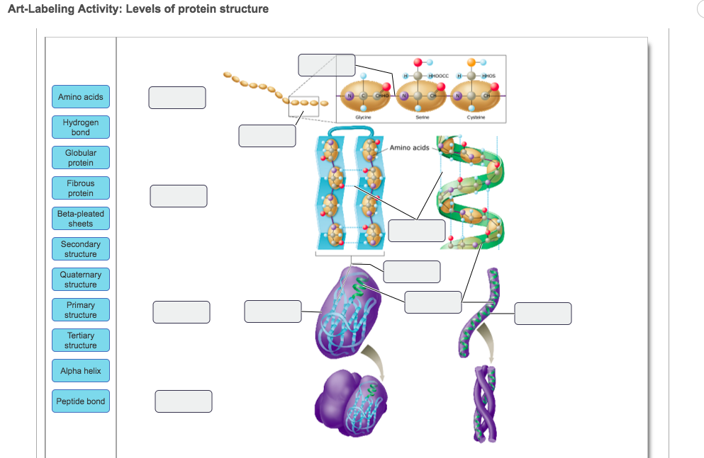 Levels protein. Protein structure. Fibrous Proteins. Globular Protein. Primary structure of Protein.