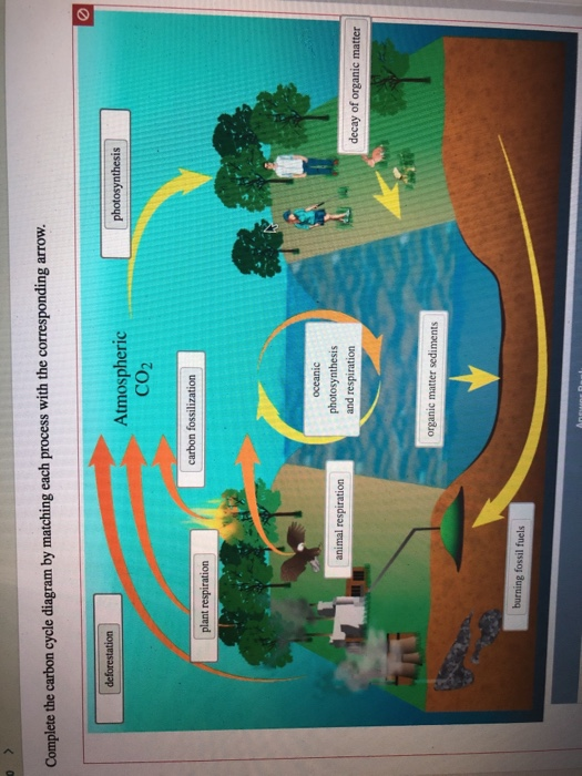 Solved Complete the carbon cycle diagram by matching each | Chegg.com