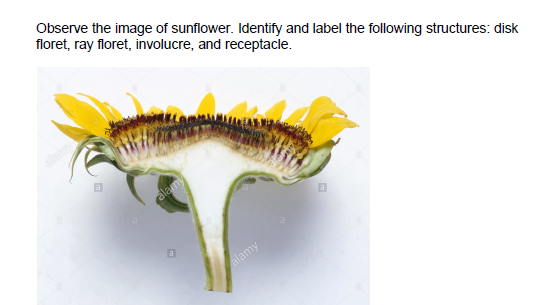Solved Observe the image of sunflower. Identify and label | Chegg.com