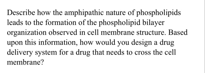 Solved Describe how the amphipathic nature of phospholipids | Chegg.com